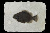 Fossil Fish (Cockerellites) - Wyoming #158580-1